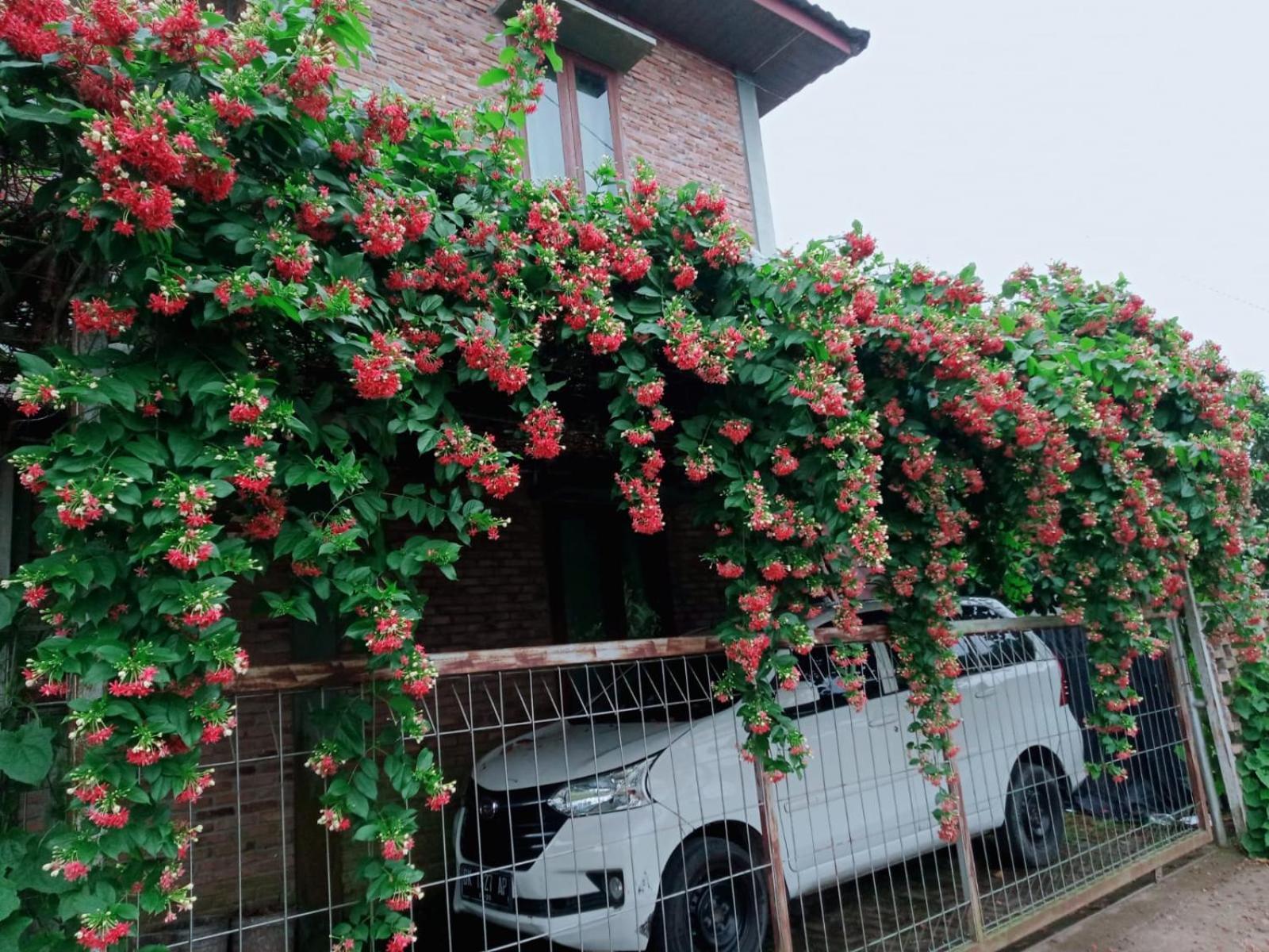 Bua Guest House Medan Exterior photo